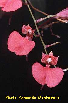 ORCHIDEES DU FENOUILLEDES
