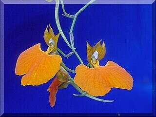 ORCHIDEES DU FENOUILLEDES