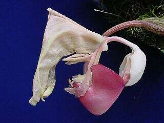 ORCHIDEES DU FENOUILLEDES