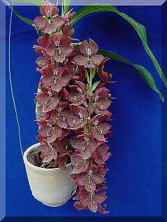 ORCHIDEES DU FENOUILLEDES