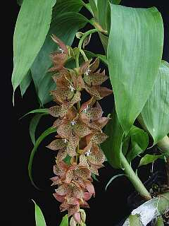 ORCHIDEES DU FENOUILLEDES