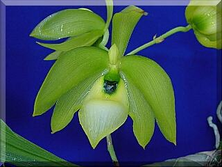 ORCHIDEES DU FENOUILLEDES
