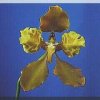 ORCHIDEES DU FENOUILLEDES
