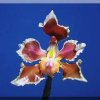 ORCHIDEES DU FENOUILLEDES