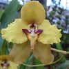 ORCHIDEES DU FENOUILLEDES