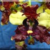ORCHIDEES DU FENOUILLEDES