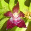 ORCHIDEES DU FENOUILLEDES