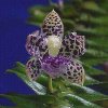 ORCHIDEES DU FENOUILLEDES