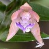 ORCHIDEES DU FENOUILLEDES