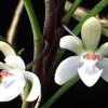 ORCHIDEES DU FENOUILLEDES