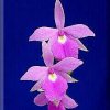 ORCHIDEES DU FENOUILLEDES