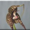 ORCHIDEES DU FENOUILLEDES