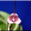 ORCHIDEES DU FENOUILLEDES