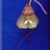 ORCHIDEES DU FENOUILLEDES