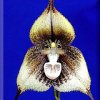 ORCHIDEES DU FENOUILLEDES