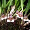 ORCHIDEES DU FENOUILLEDES
