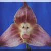ORCHIDEES DU FENOUILLEDES