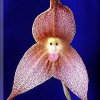 ORCHIDEES DU FENOUILLEDES