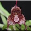 ORCHIDEES DU FENOUILLEDES