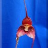 ORCHIDEES DU FENOUILLEDES