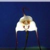 ORCHIDEES DU FENOUILLEDES