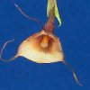 ORCHIDEES DU FENOUILLEDES