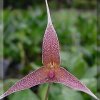 ORCHIDEES DU FENOUILLEDES