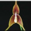 ORCHIDEES DU FENOUILLEDES