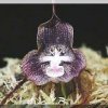 ORCHIDEES DU FENOUILLEDES