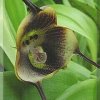 ORCHIDEES DU FENOUILLEDES
