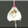 ORCHIDEES DU FENOUILLEDES