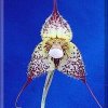 ORCHIDEES DU FENOUILLEDES