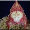 ORCHIDEES DU FENOUILLEDES