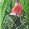 ORCHIDEES DU FENOUILLEDES