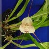 ORCHIDEES DU FENOUILLEDES