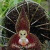 ORCHIDEES DU FENOUILLEDES