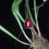 ORCHIDEES DU FENOUILLEDES