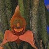 ORCHIDEES DU FENOUILLEDES