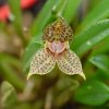 ORCHIDEES DU FENOUILLEDES