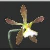 ORCHIDEES DU FENOUILLEDES