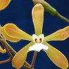 ORCHIDEES DU FENOUILLEDES