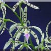 ORCHIDEES DU FENOUILLEDES