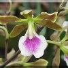 ORCHIDEES DU FENOUILLEDES