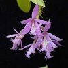 ORCHIDEES DU FENOUILLEDES