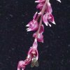 ORCHIDEES DU FENOUILLEDES