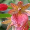 ORCHIDEES DU FENOUILLEDES