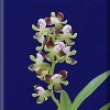 ORCHIDEES DU FENOUILLEDES