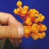 ORCHIDEES DU FENOUILLEDES