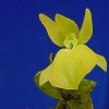 ORCHIDEES DU FENOUILLEDES