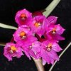 ORCHIDEES DU FENOUILLEDES